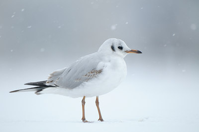 BUITEN BEELD Foto: 85468