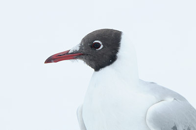 BUITEN BEELD Foto: 85471