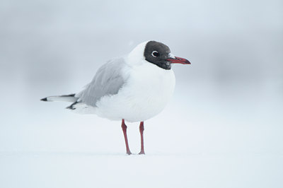 BUITEN BEELD Foto: 85478