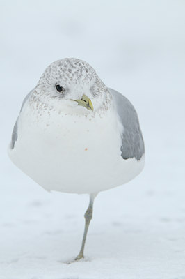 BUITEN BEELD Foto: 85479
