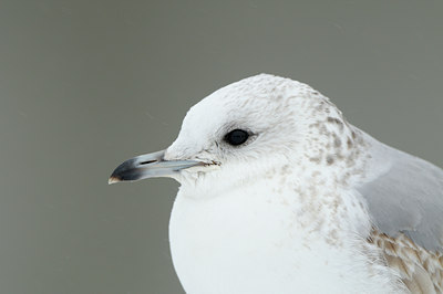 BUITEN BEELD Foto: 85481