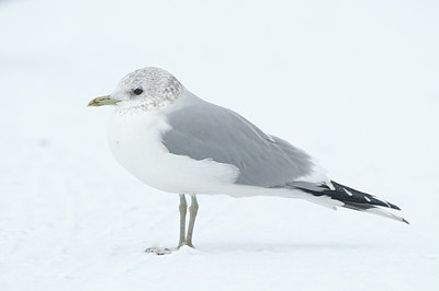 BUITEN BEELD Foto: 85482