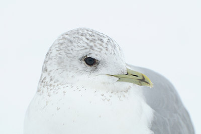 BUITEN BEELD Foto: 85486