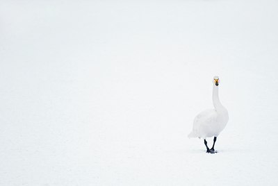 BUITEN BEELD Foto: 85506