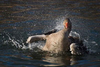 BUITEN BEELD Foto: 85512