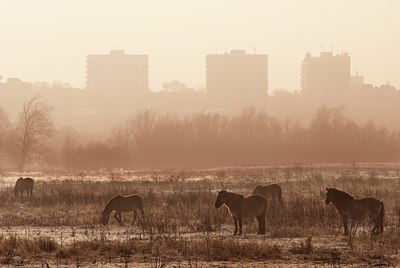 BUITEN BEELD Foto: 85524