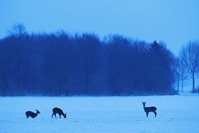 BUITEN BEELD Foto: 85546