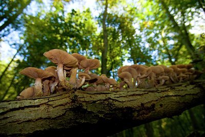 BUITEN BEELD Foto: 85551