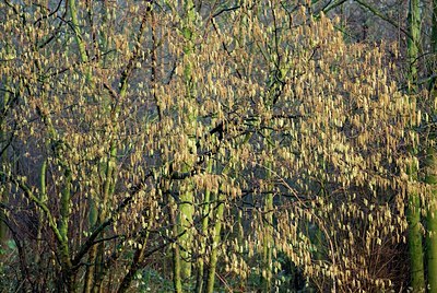 BUITEN BEELD Foto: 85572