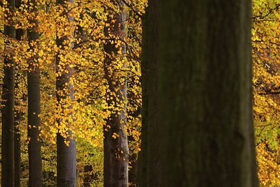 BUITEN BEELD Foto: 85591