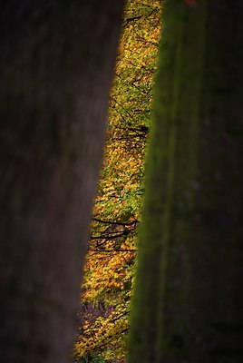 BUITEN BEELD Foto: 85600