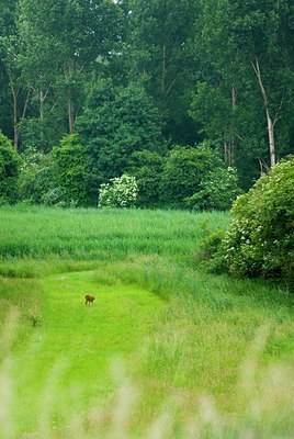 BUITEN BEELD Foto: 85611