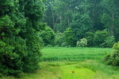 BUITEN BEELD Foto: 85612