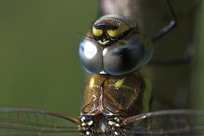 BUITEN BEELD Foto: 85638