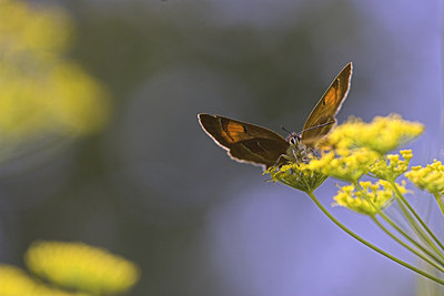 BUITEN BEELD Foto: 85640