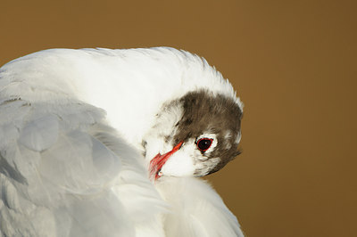 BUITEN BEELD Foto: 85651