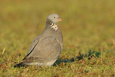 BUITEN BEELD Foto: 85658