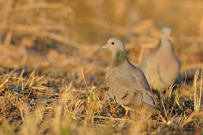 BUITEN BEELD Foto: 85659