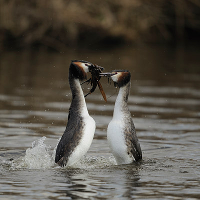 BUITEN BEELD Foto: 85670