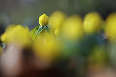 BUITEN BEELD Foto: 85682