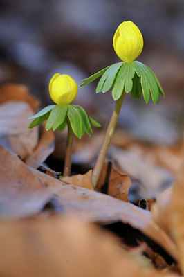 BUITEN BEELD Foto: 85684