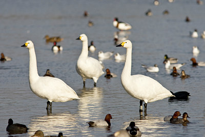 BUITEN BEELD Foto: 85740