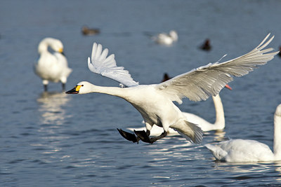 BUITEN BEELD Foto: 85748