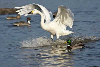 BUITEN BEELD Foto: 85749