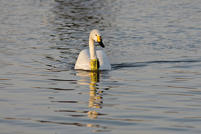 BUITEN BEELD Foto: 85756