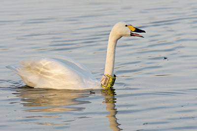 BUITEN BEELD Foto: 85758