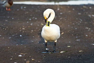 BUITEN BEELD Foto: 85765