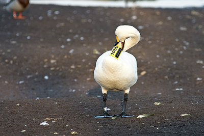 BUITEN BEELD Foto: 85766