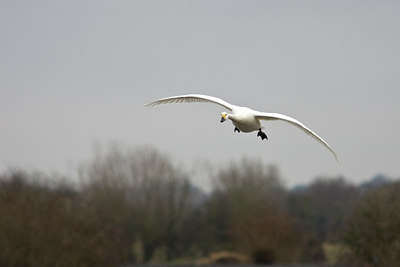 BUITEN BEELD Foto: 85769