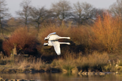 BUITEN BEELD Foto: 85774