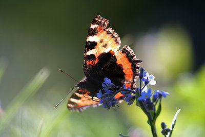 BUITEN BEELD Foto: 85778