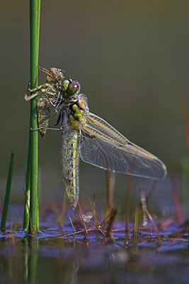 BUITEN BEELD Foto: 85779
