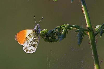 BUITEN BEELD Foto: 85780