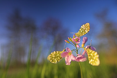 BUITEN BEELD Foto: 85783