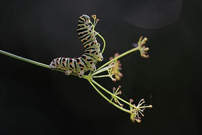 BUITEN BEELD Foto: 85784