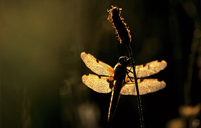 BUITEN BEELD Foto: 85788