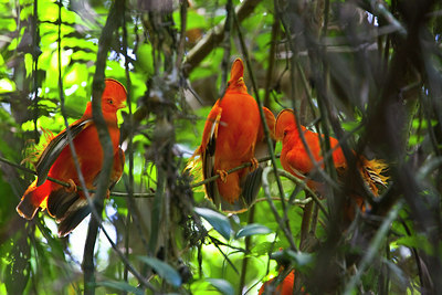 BUITEN BEELD Foto: 85843