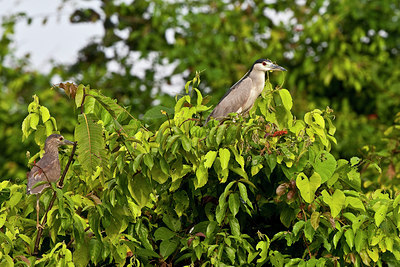 BUITEN BEELD Foto: 85851