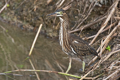 BUITEN BEELD Foto: 85864