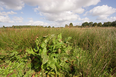BUITEN BEELD Foto: 85886