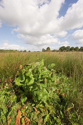 BUITEN BEELD Foto: 85887