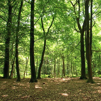 BUITEN BEELD Foto: 85889