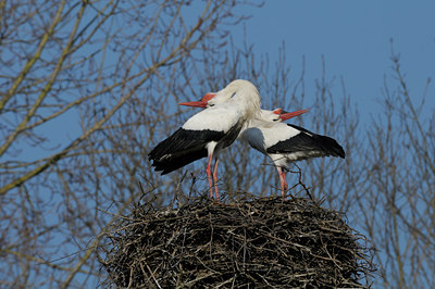 BUITEN BEELD Foto: 85891