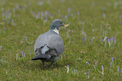 BUITEN BEELD Foto: 85898