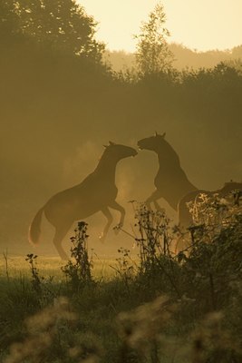 BUITEN BEELD Foto: 85904