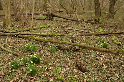 BUITEN BEELD Foto: 85909
